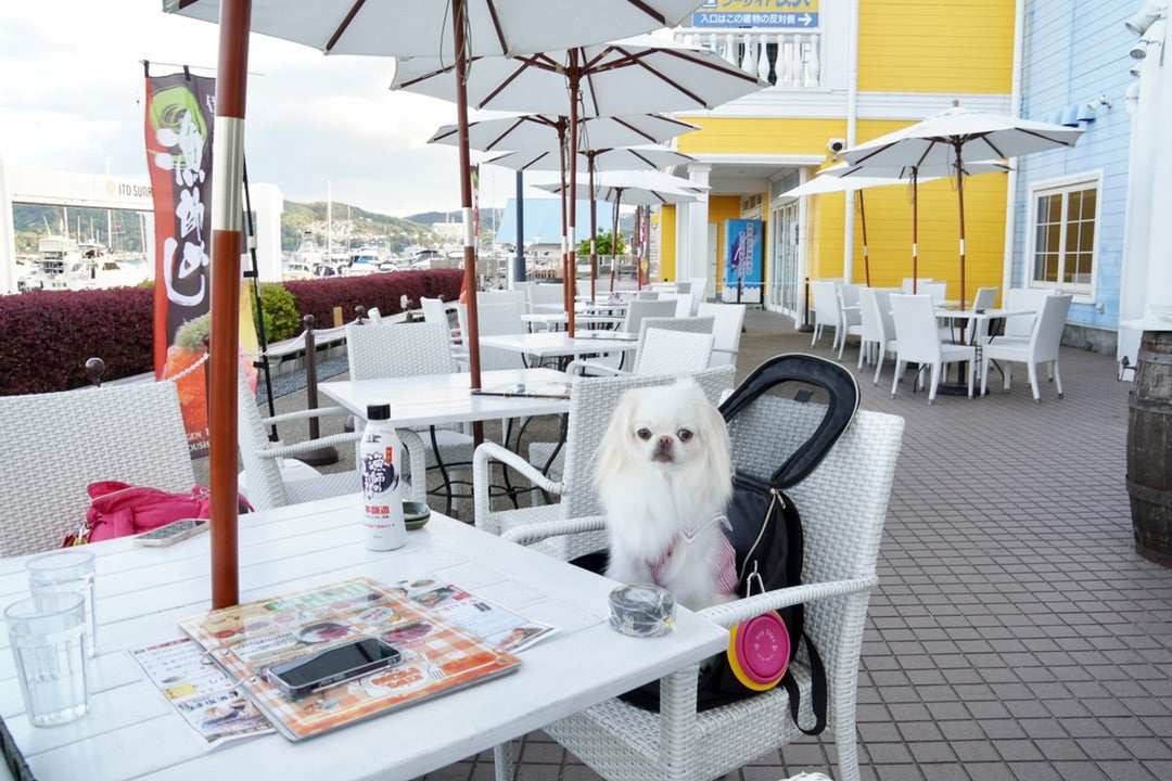 伊豆高原ビール 伊東マリンタウン店のテラス席で犬と一緒にランチ
