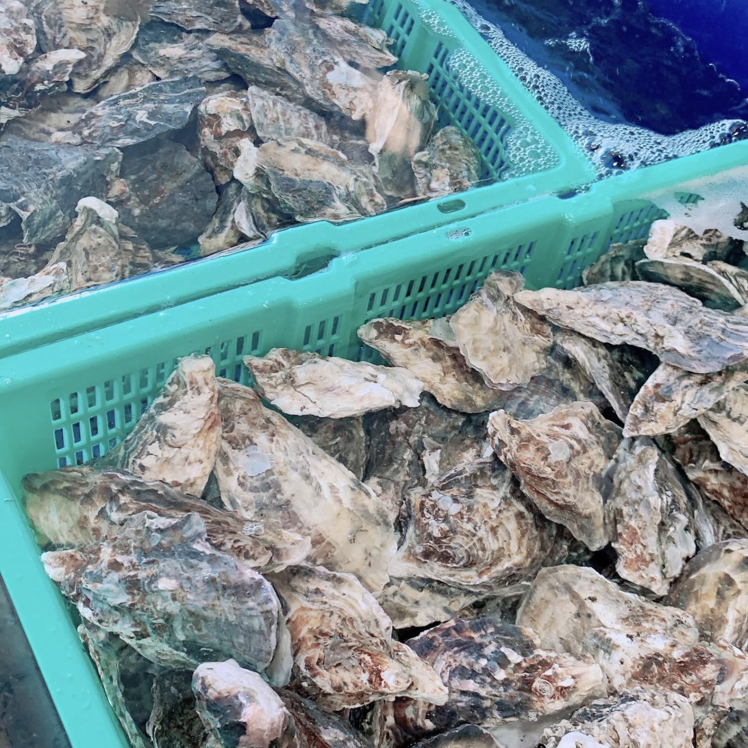 千葉のかき小屋の食べ放題用の殻付き牡蠣